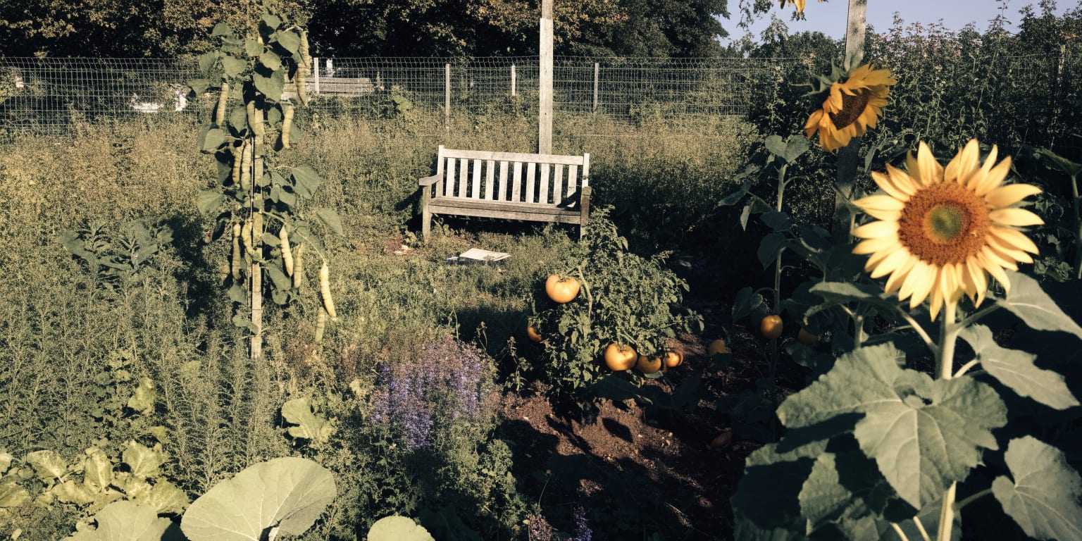 Fin d'été : la parcelle déborde !